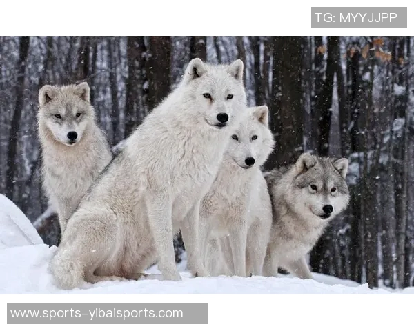 熊与狼群的生存斗争探秘自然界的弱肉强食法则